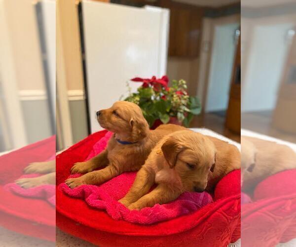 Medium Photo #20 Golden Retriever Puppy For Sale in SANFORD, NC, USA