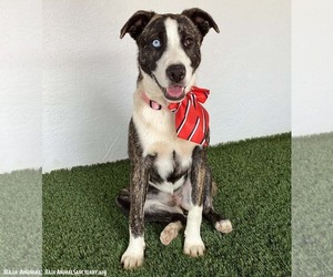 Francine - Female Mutt Dog for Adoption - Photo #2