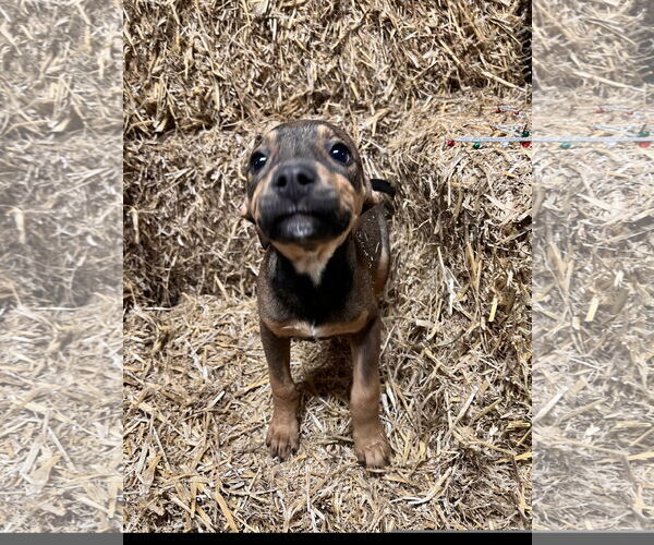 Medium Photo #1 Mutt Puppy For Sale in Tracy City, TN, USA