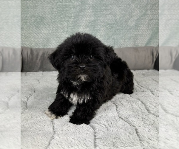Medium Photo #5 Shorkie Tzu Puppy For Sale in FRANKLIN, IN, USA