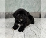 Small #4 Shorkie Tzu