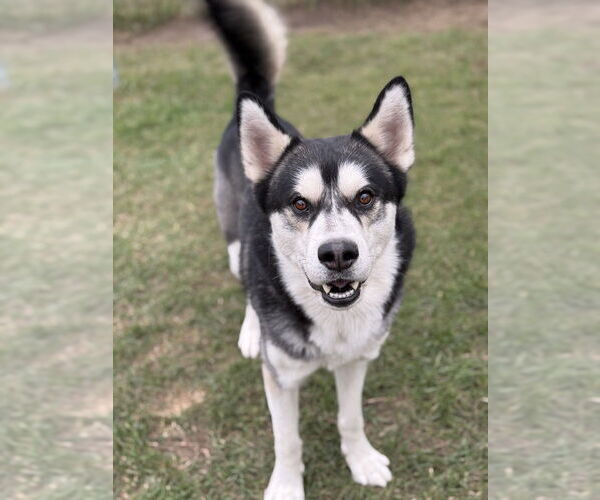 Medium Photo #2 Siberian Husky-Unknown Mix Puppy For Sale in Bemidji, MN, USA