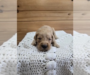 Golden Retriever Puppy for sale in WILLIAMSTOWN, KY, USA