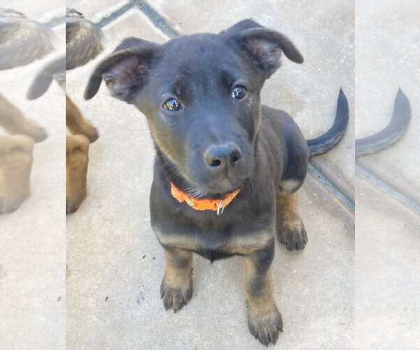 Medium Photo #5 German Shepherd Dog-Unknown Mix Puppy For Sale in San Diego, CA, USA