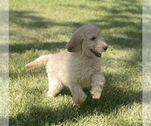 Goldendoodle Puppy for sale in SUGAR LAND, TX, USA