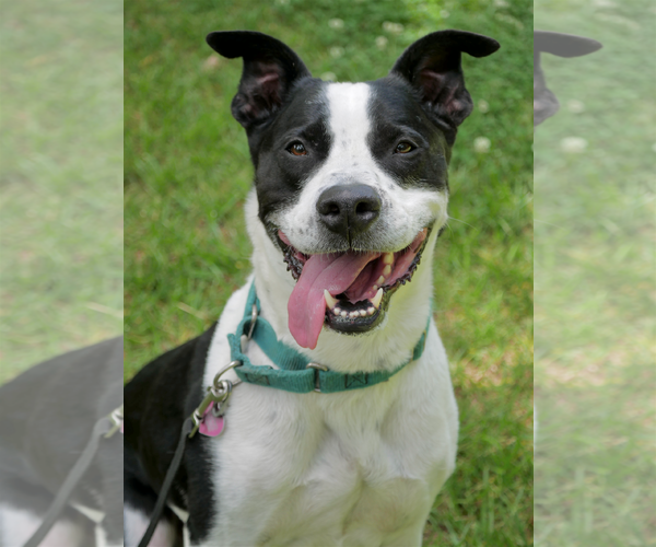 Medium Photo #1 Border Collie Puppy For Sale in Rockaway, NJ, USA