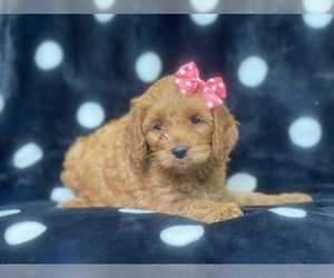 Cocker Spaniel-Poodle (Miniature) Mix Puppy for sale in LAKELAND, FL, USA
