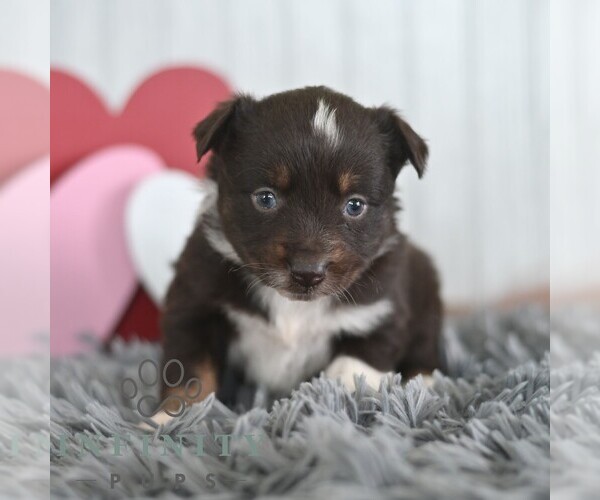 Medium Photo #5 Miniature Australian Shepherd Puppy For Sale in REBERSBURG, PA, USA