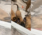 Small Photo #248 Belgian Malinois Puppy For Sale in REESEVILLE, WI, USA