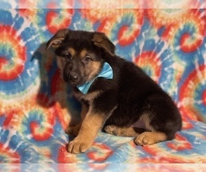 Medium German Shepherd Dog