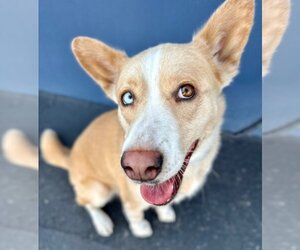 - Mix Dogs for adoption in Lake Forest, CA, USA