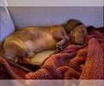 Small #3 Dachshund