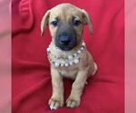 Small Labrador Retriever Mix