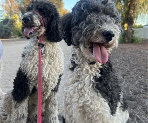 Mother of the Sheepadoodle puppies born on 08/04/2025
