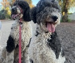 Small Photo #1 Sheepadoodle Puppy For Sale in HUNTINGTON BEACH, CA, USA