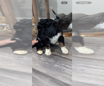 Small #2 Aussiedoodle-Bernedoodle Mix