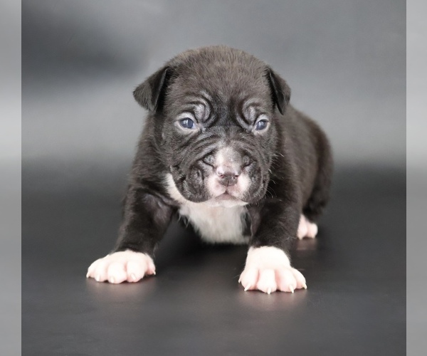 Medium Photo #1 American Bully Puppy For Sale in CHAMPAIGN, IL, USA