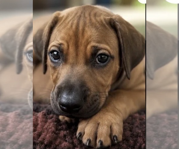 Medium Photo #9 Rhodesian Ridgeback Puppy For Sale in MADISON, GA, USA