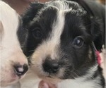 Small #2 Miniature Australian Shepherd