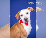 Small #8 American Pit Bull Terrier Mix