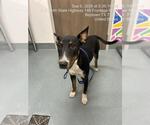 Small Bull Terrier Mix