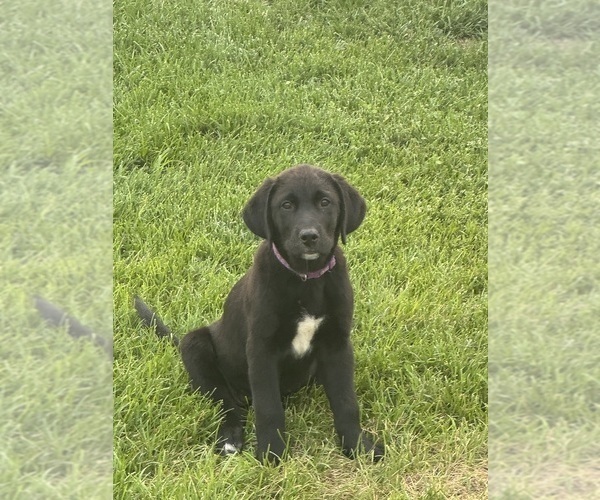 Medium Photo #4 Golden Labrador Puppy For Sale in DAYTON, VA, USA