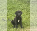 Small #3 Golden Labrador