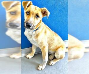 Gerberian Shepsky Dogs for adoption in Visalia, CA, USA