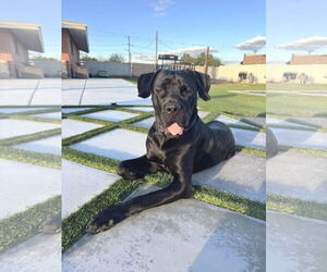 Mutt Dogs for adoption in phoenix, AZ, USA