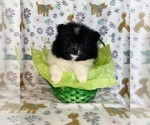 Small #7 Pomeranian