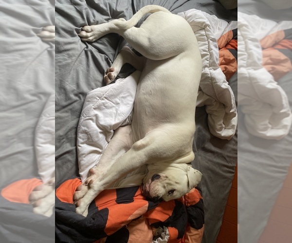 Medium Photo #10 American Bulldog Puppy For Sale in WAPWALLOPEN, PA, USA