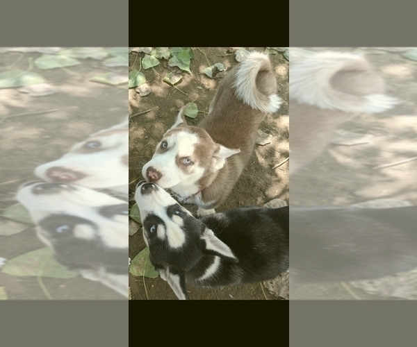 Medium Photo #2 Siberian Husky Puppy For Sale in OWENSBORO, KY, USA