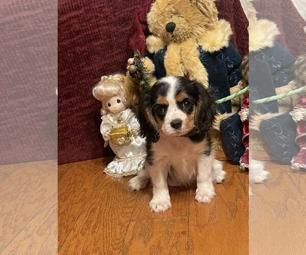 Medium Photo #2 Cavalier King Charles Spaniel Puppy For Sale in HOPKINSVILLE/PRINCETON, KY, NH, USA