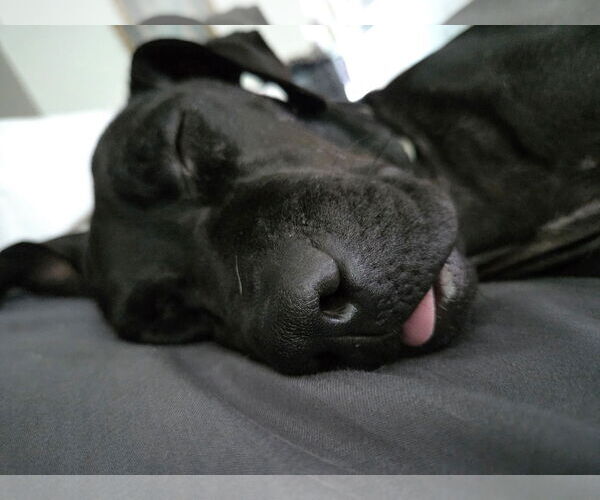 Medium Photo #14 Labrador Retriever-Unknown Mix Puppy For Sale in Orlando, FL, USA