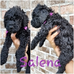Double Doodle Puppy for sale in LAVACA, AR, USA