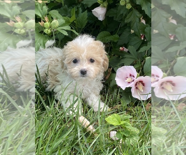 Medium Photo #4 Havanese Puppy For Sale in CANOGA, NY, USA
