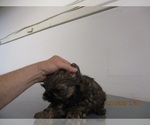 Small Photo #7 Shih Tzu Puppy For Sale in CARROLLTON, GA, USA