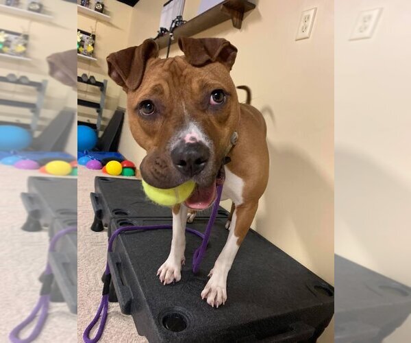 Medium Photo #9 American Pit Bull Terrier-Unknown Mix Puppy For Sale in Lockport, NY, USA