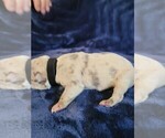 Small #1 Olde English Bulldogge