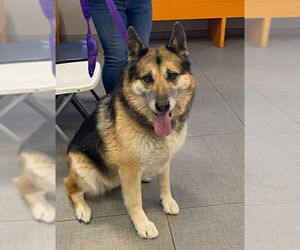 German Shepherd Dog Dogs for adoption in Rancho Cucamonga, CA, USA