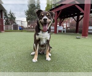 Border Collie-Unknown Mix Dogs for adoption in Upland, CA, USA