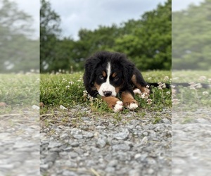 Bernese Mountain Dog Puppy for sale in STANFORD, KY, USA