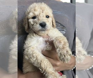 Goldendoodle Puppy for sale in CEDAR CREEK, TX, USA