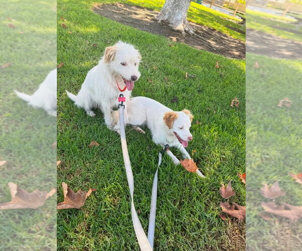 Medium Photo #14 Mutt Puppy For Sale in Lake Forest, CA, USA