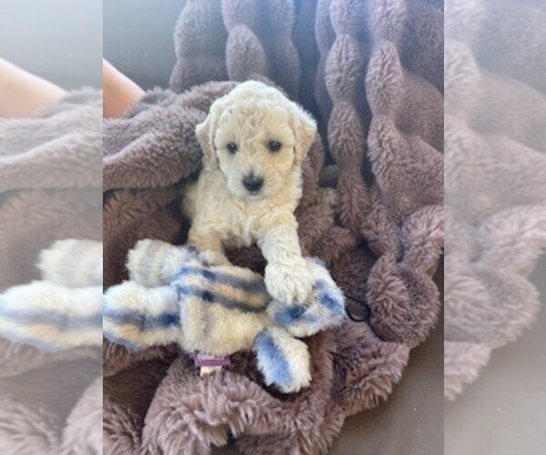 Medium Photo #1 Bichpoo Puppy For Sale in ETNA GREEN, IN, USA