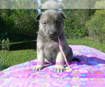Small #2 German Shepherd Dog