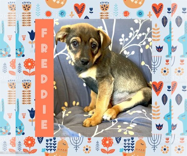 Medium Photo #9 Keeshond-Unknown Mix Puppy For Sale in Littleton, CO, USA
