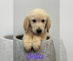 Puppy Bella Golden Retriever