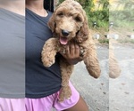 Puppy Doc Goldendoodle