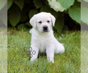 Labrador Retriever Puppy for sale in PARADISE, PA, USA